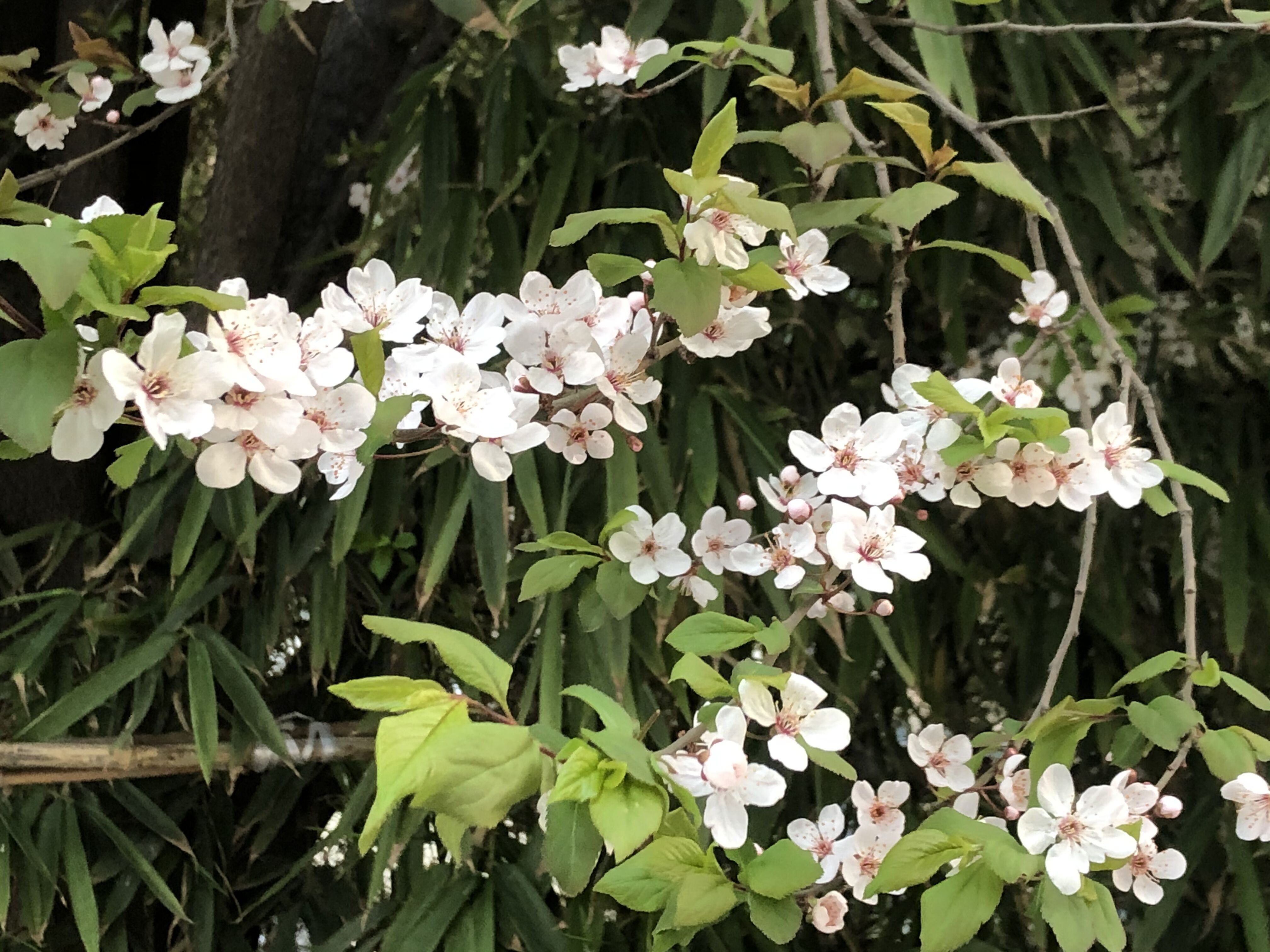 花草芳菲春意濃